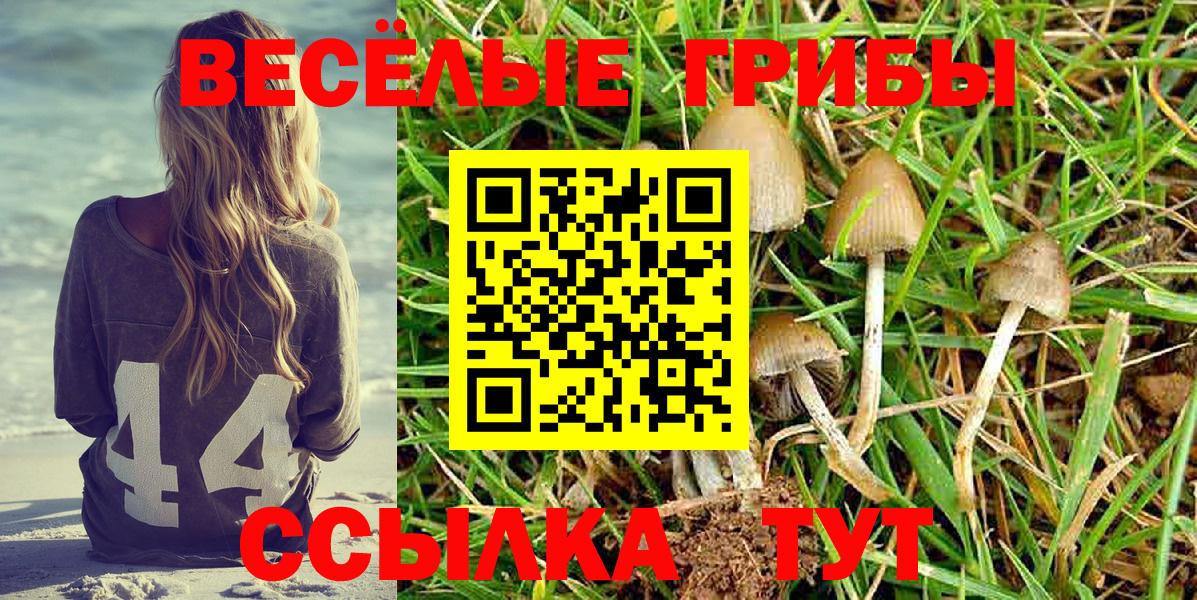 Галлюциногенные грибы Psilocybe Барабинск